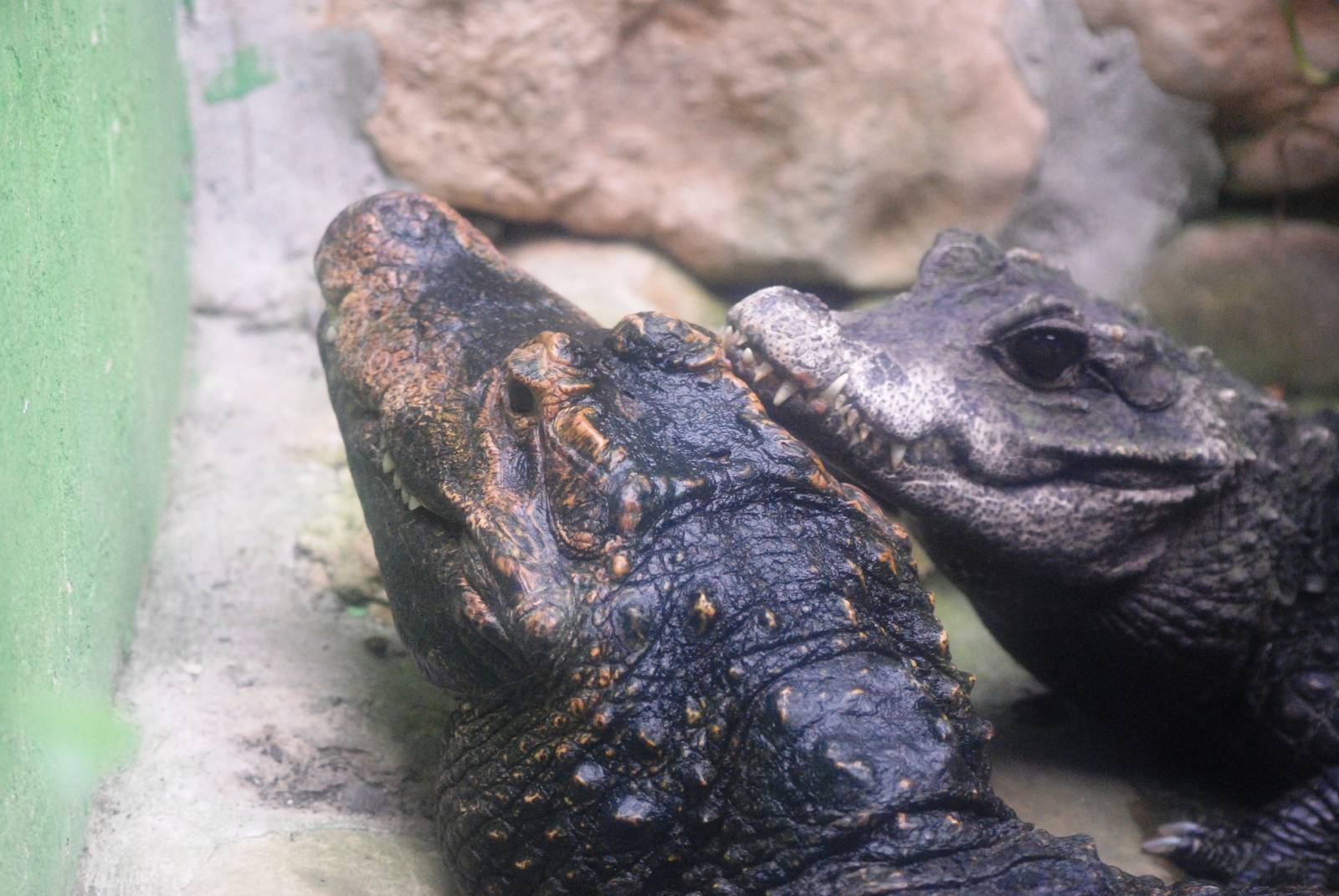 Dwarf Crocodiles at Santillana del Mar, 13/06/15