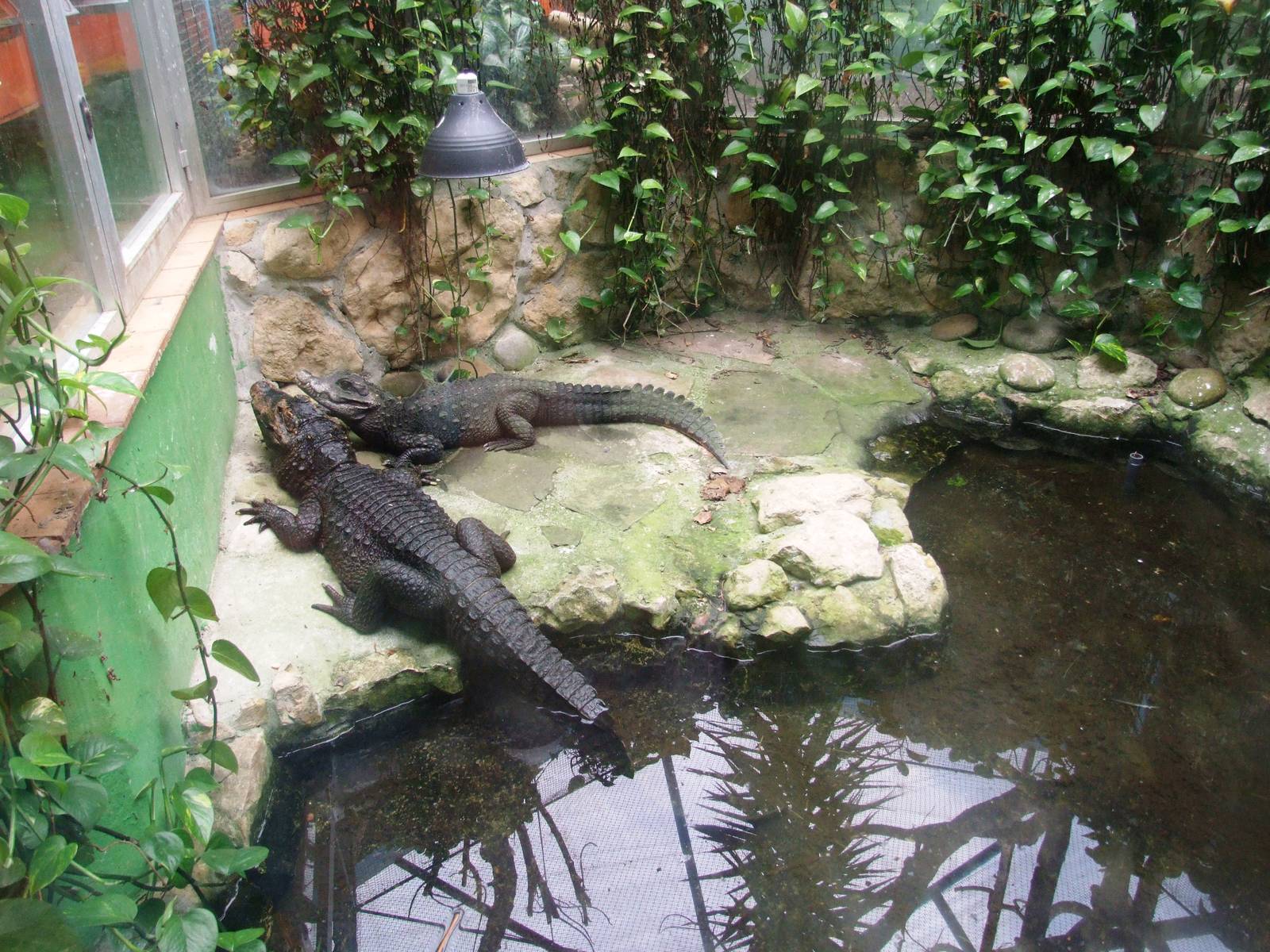 Dwarf Crocodiles at Santillana del Mar, 13/06/15