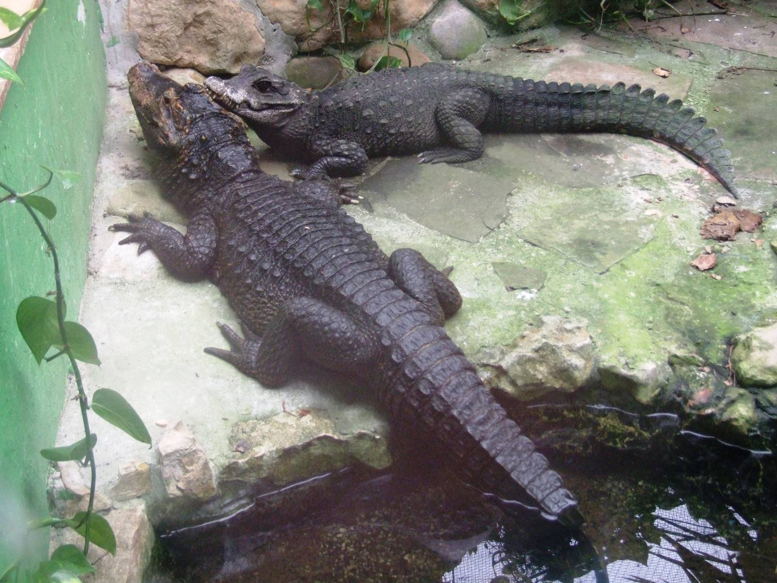 Dwarf Crocodiles at Santillana del Mar, 13/06/15
