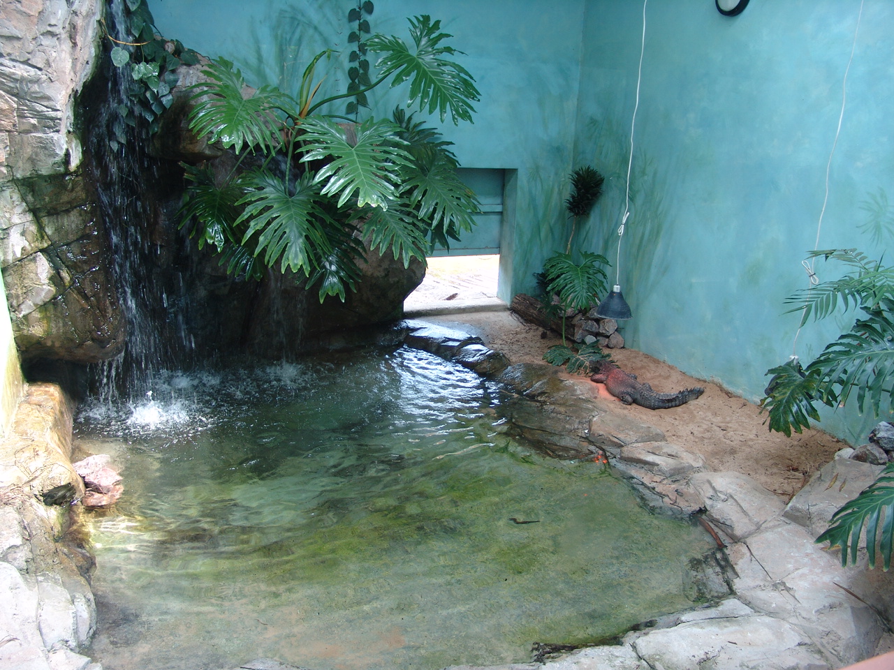 Dwarf Crocodile's (Osteolaemus tetraspis) indoors enclosure