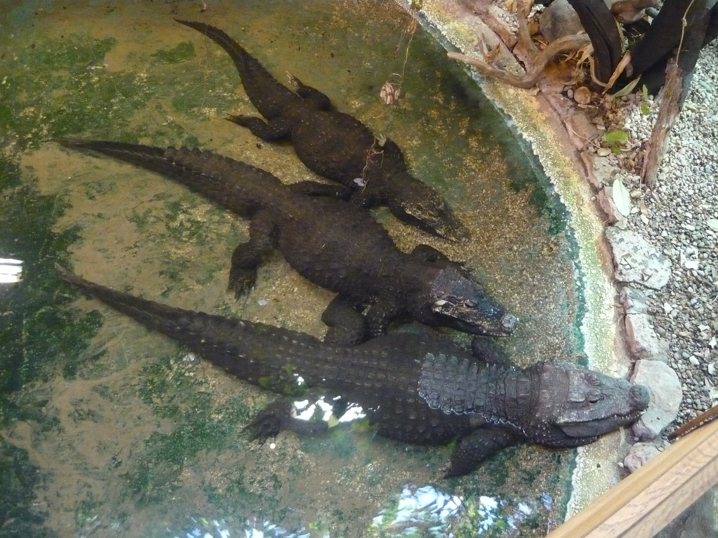 Dwarf crocodiles (Osteolaemus tetraspis)