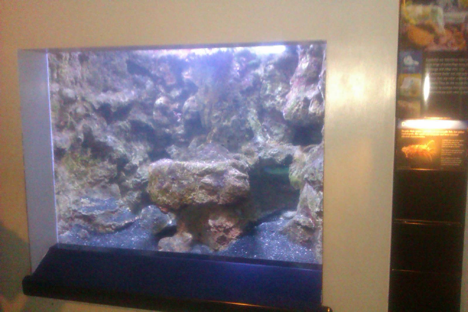 Dwarf Cuttlefish Exhibit