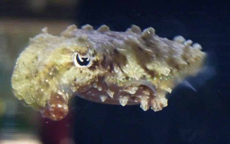 Dwarf cuttlefish (Sepia bandensis"