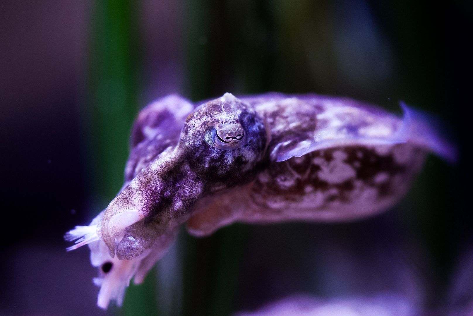 Dwarf Cuttlefish (snacking on shrimp)