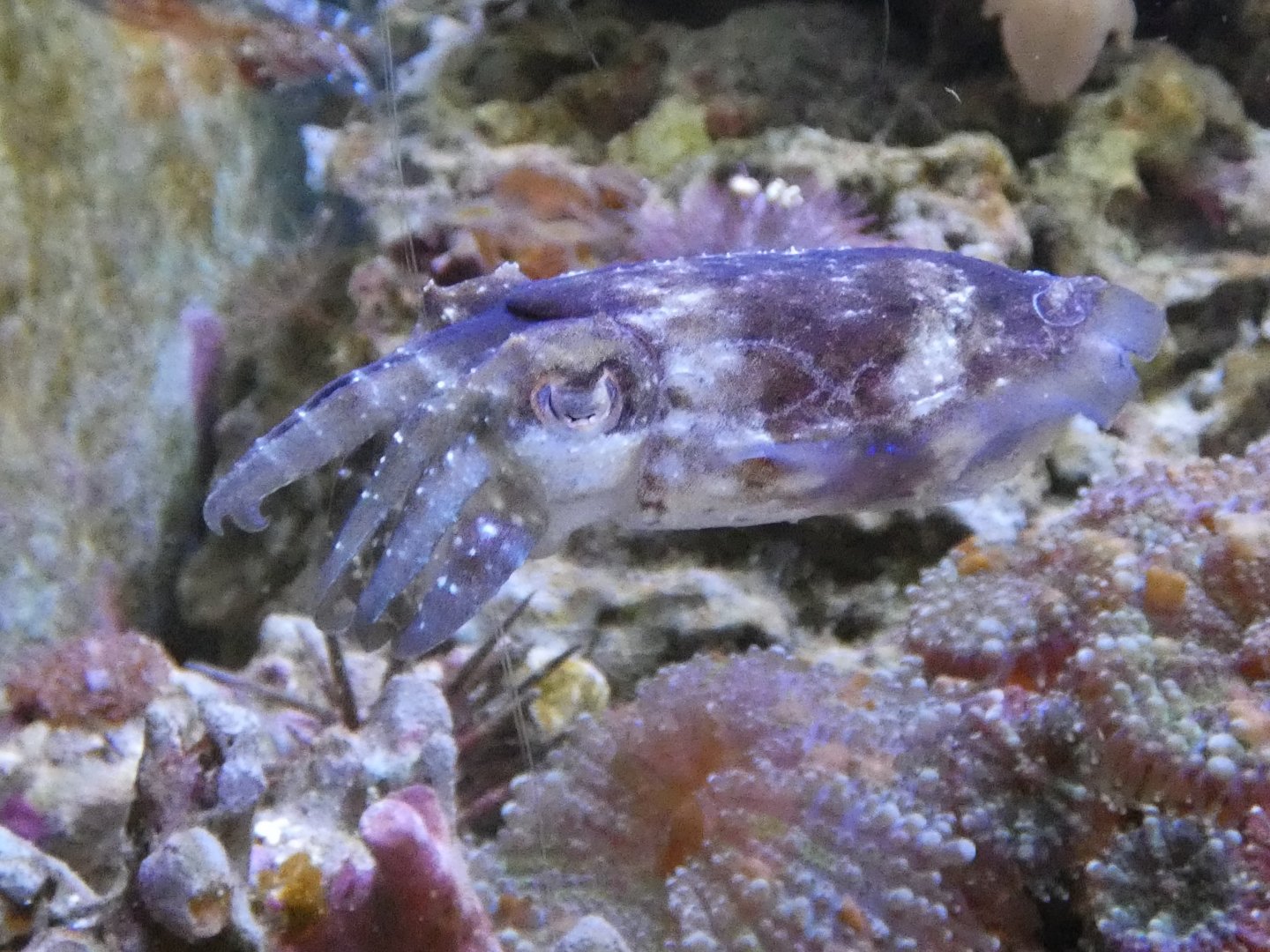 Dwarf cuttlefish