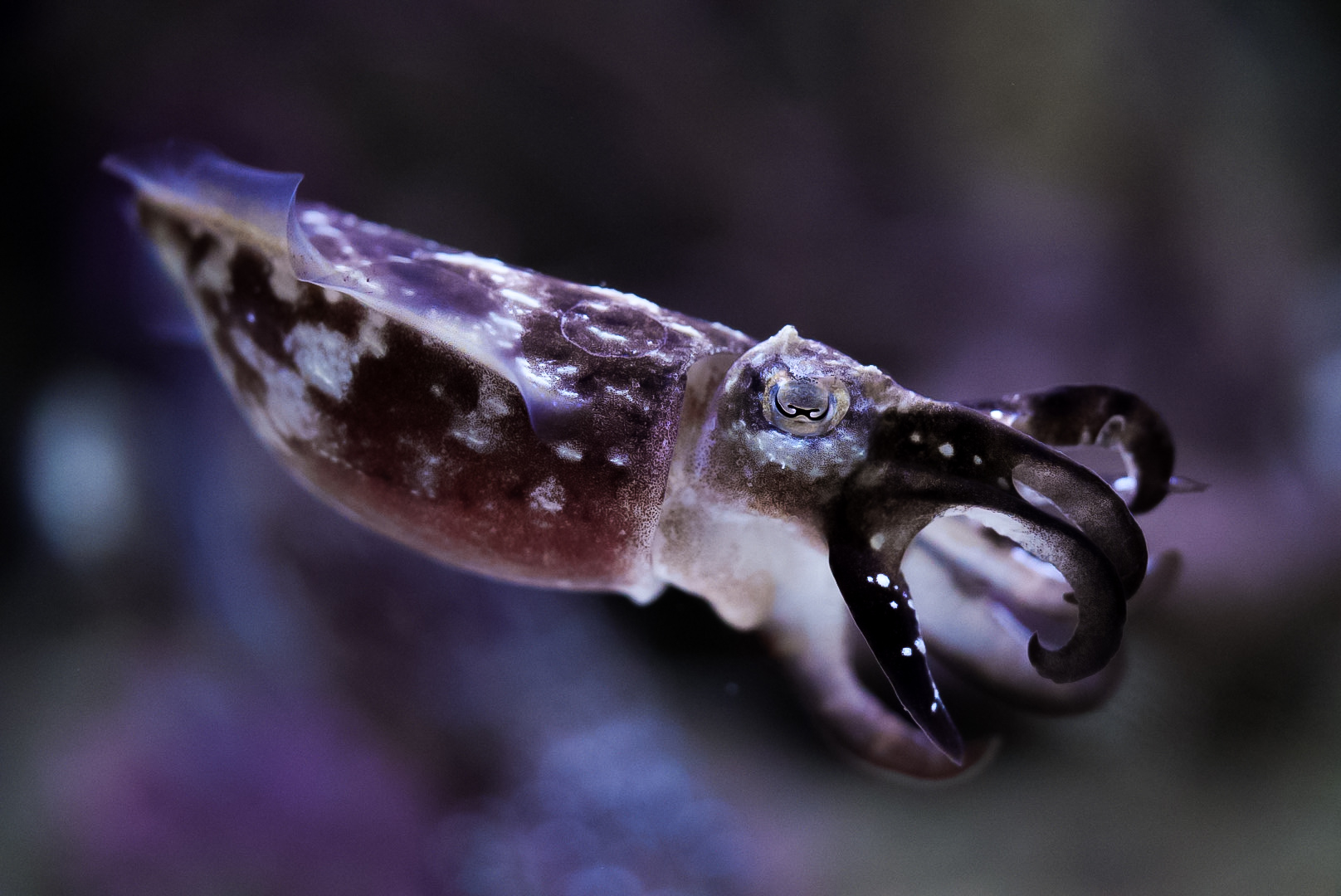 Dwarf Cuttlefish