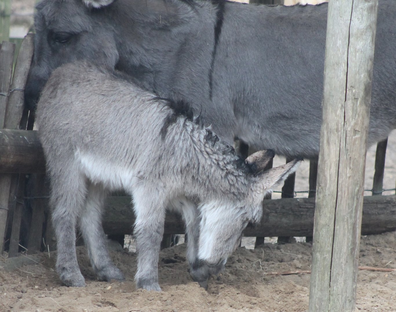 Dwarf donkey anf foal