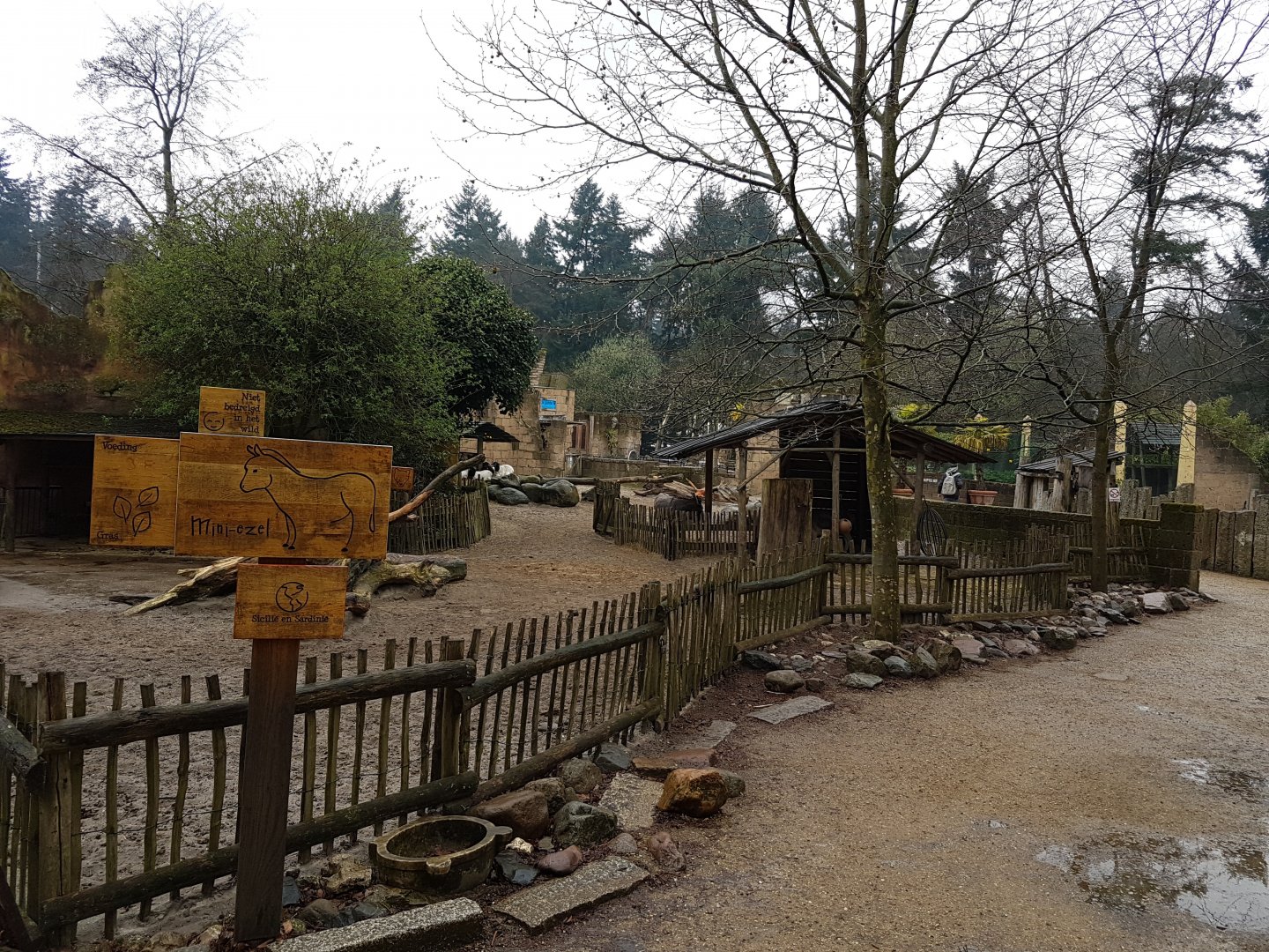 Dwarf donkey-enclosure