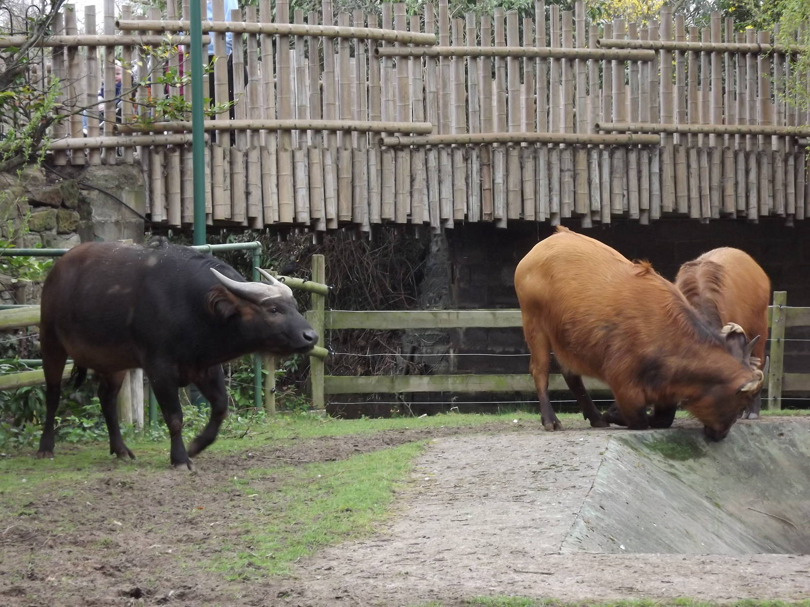 Dwarf Forest Buffalo at Chester Zoo 31/03/12