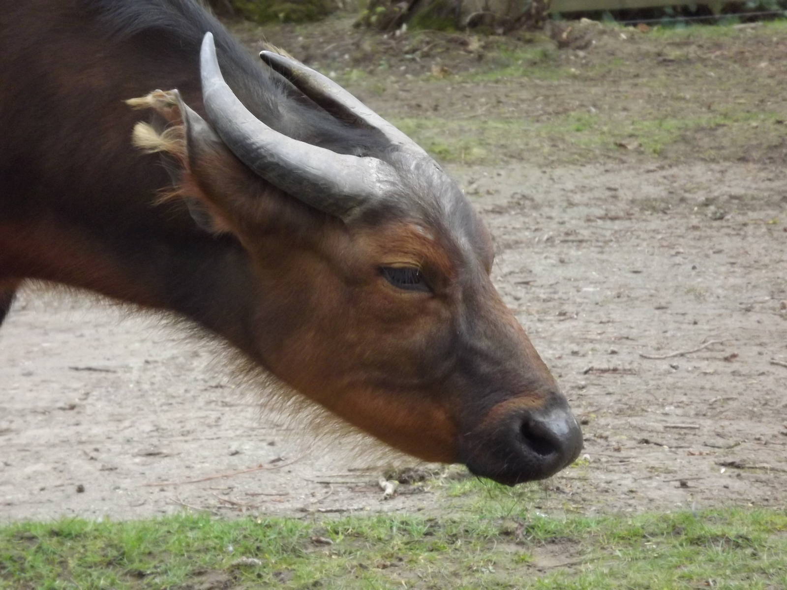 Dwarf Forest Buffalo at Chester Zoo 31/03/12