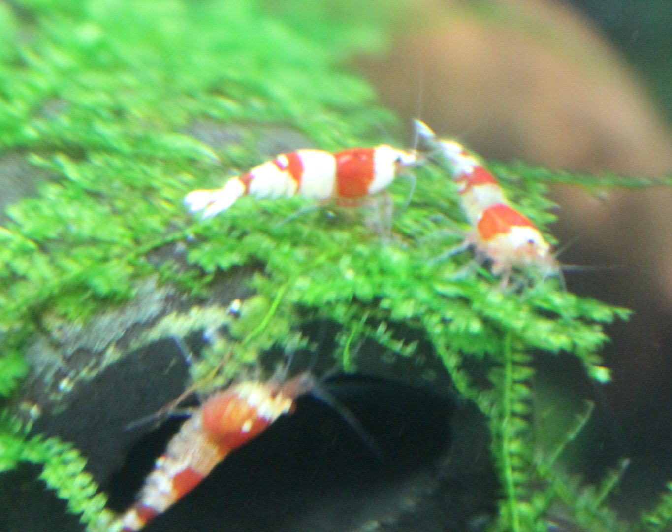 Dwarf freshwater shrimps ID