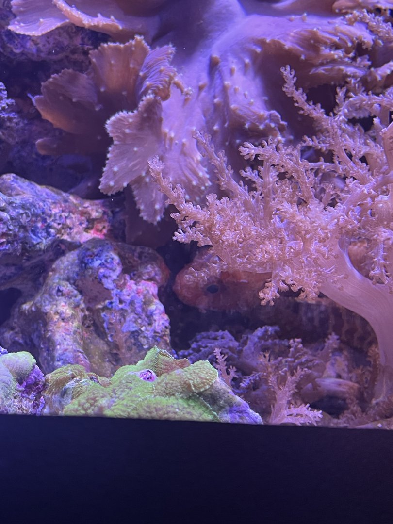 Dwarf Fuzzy Lionfish