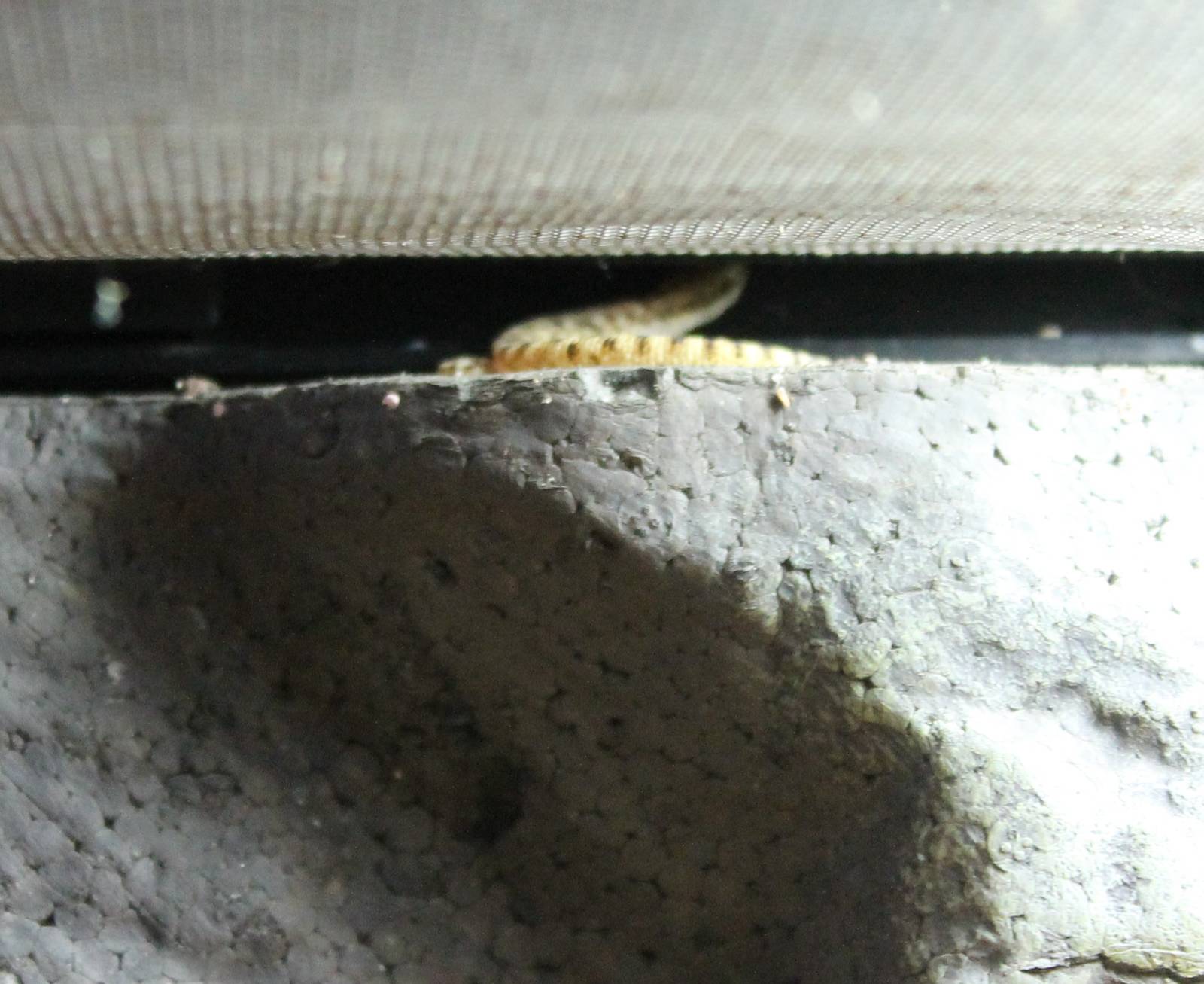 Dwarf gecko - at least part of it.