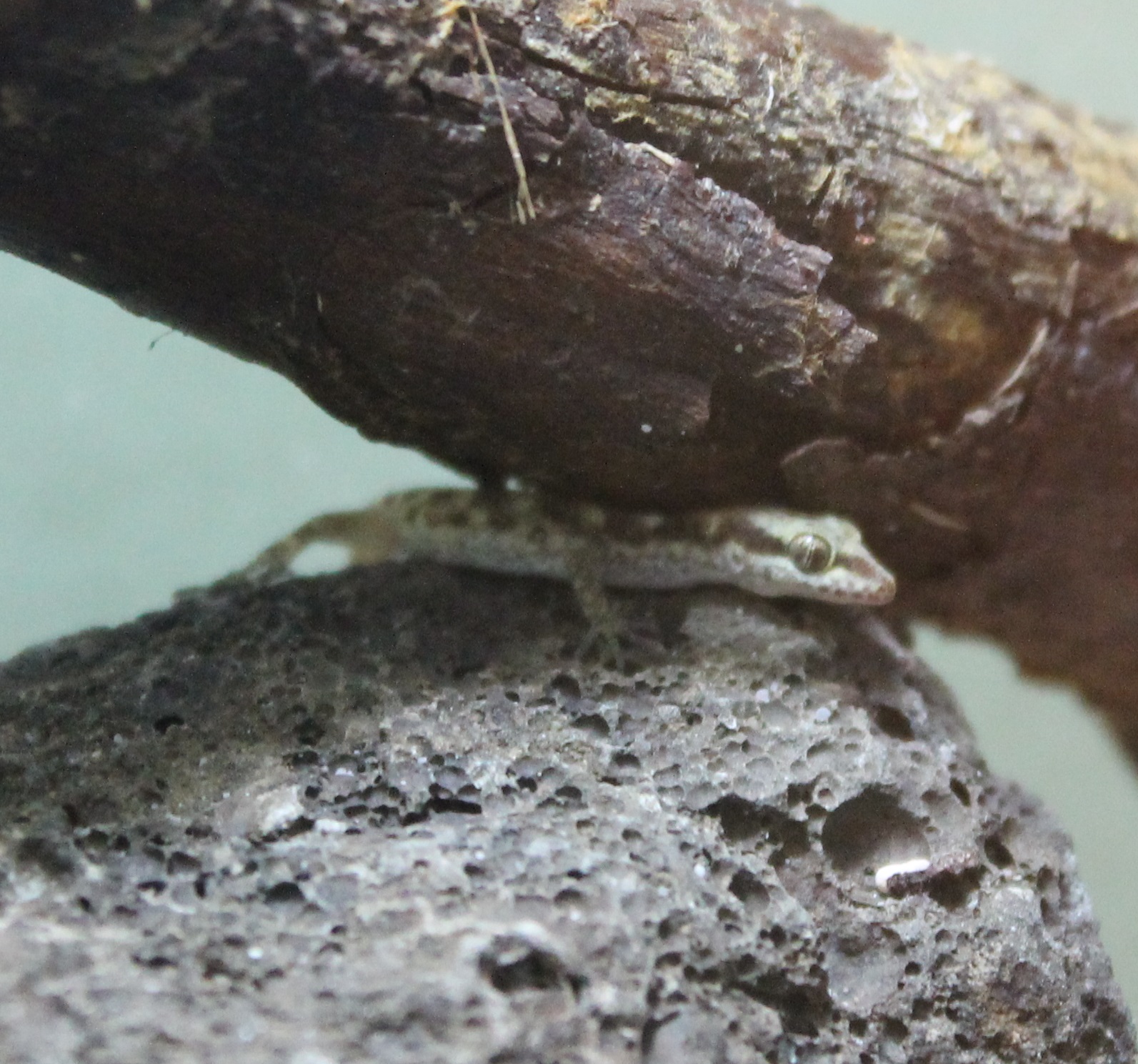 Dwarf gecko Tropiocolotes species.