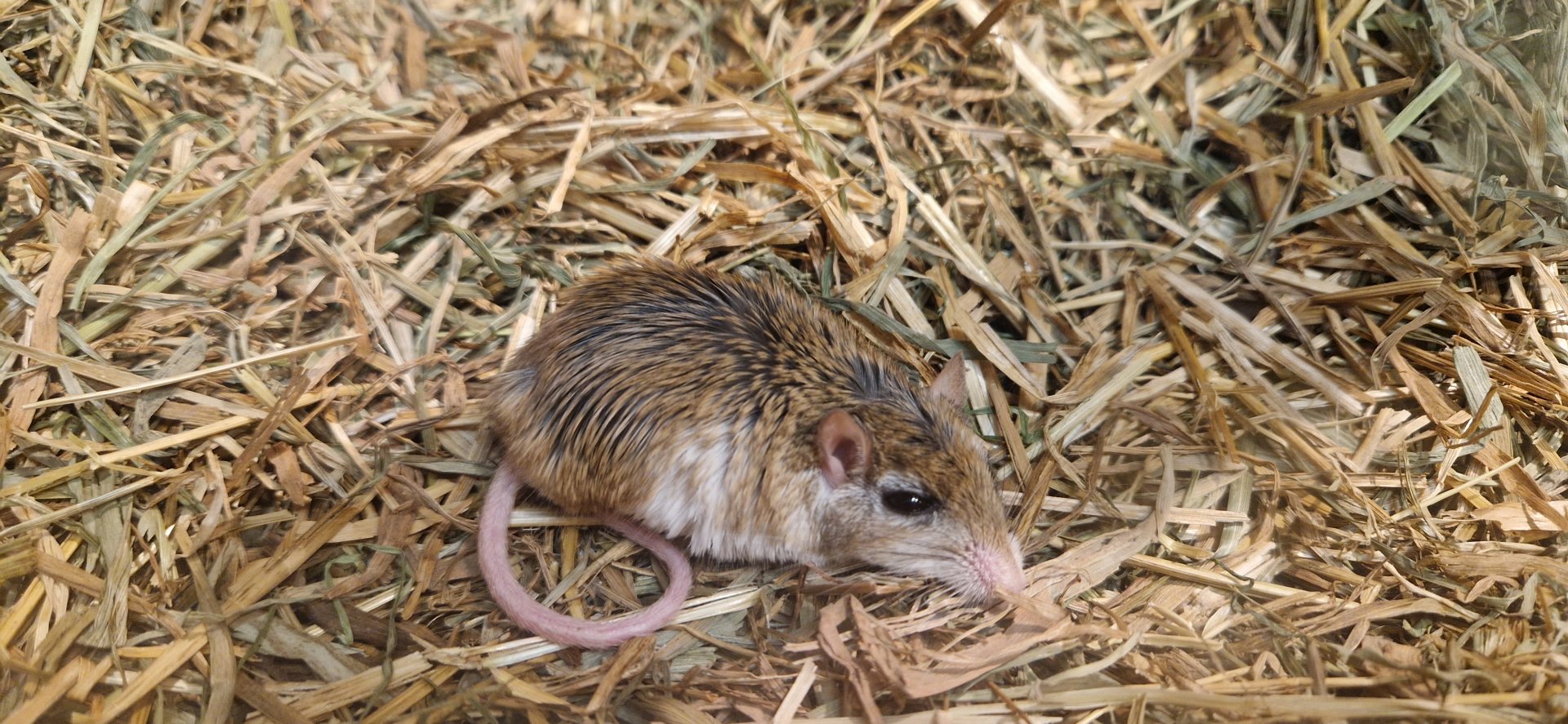 Dwarf gerbil