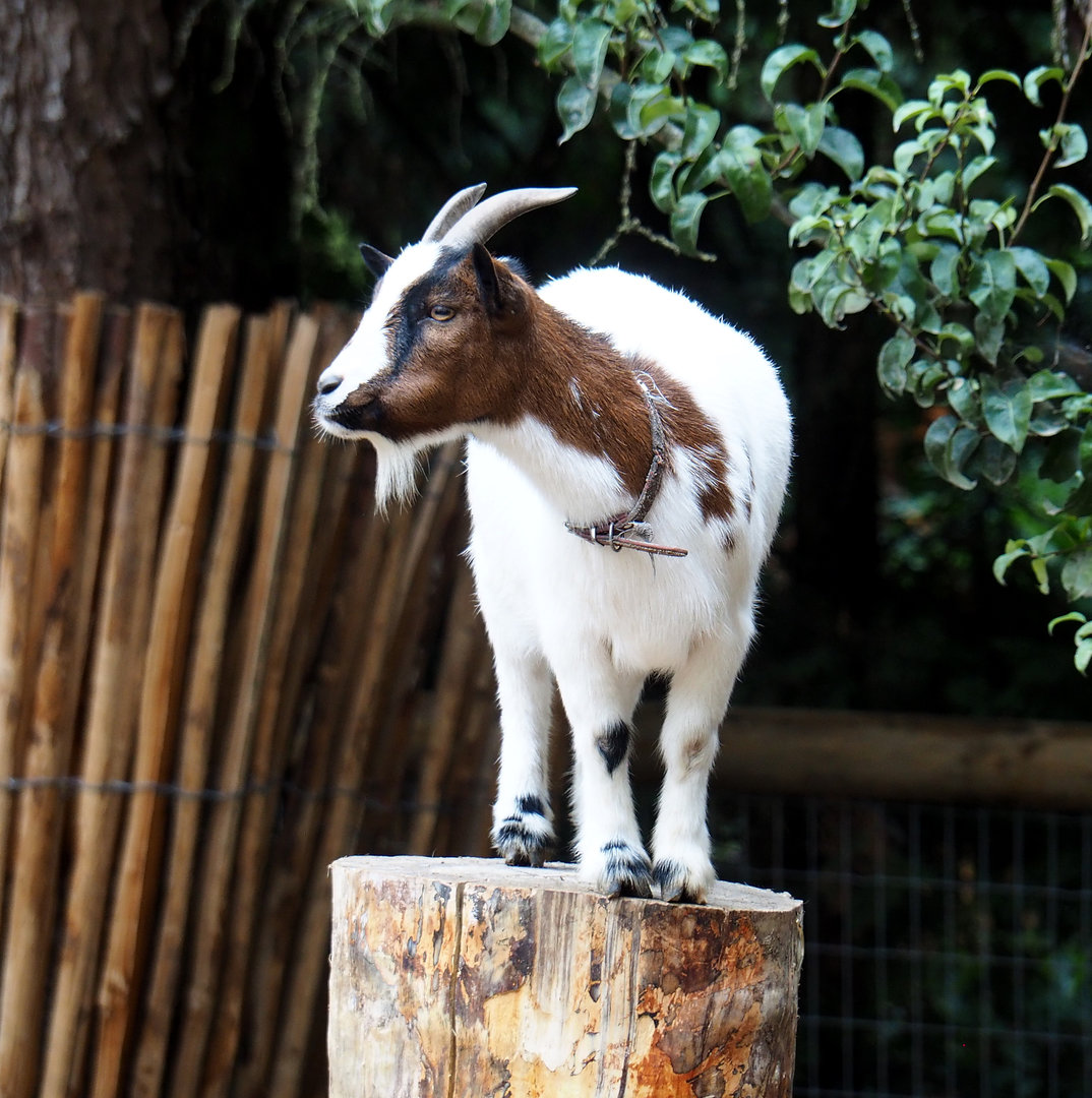 Dwarf goat (Capra hircus), 2022-09-15