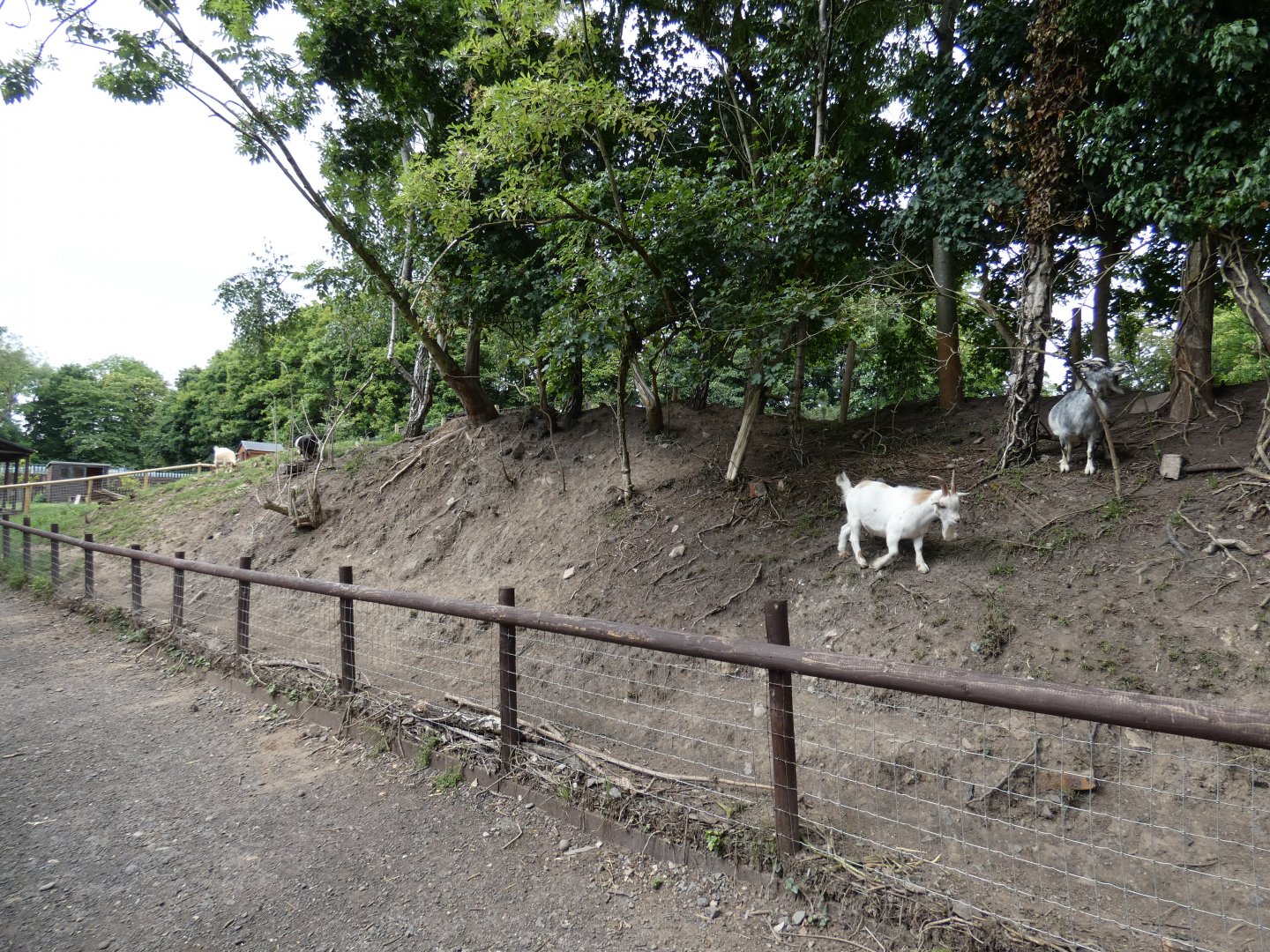 Dwarf goat enclosure