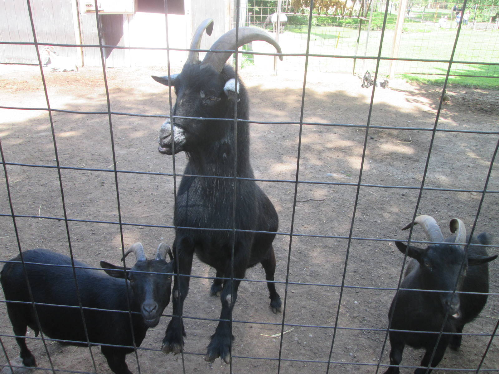 Dwarf Goat