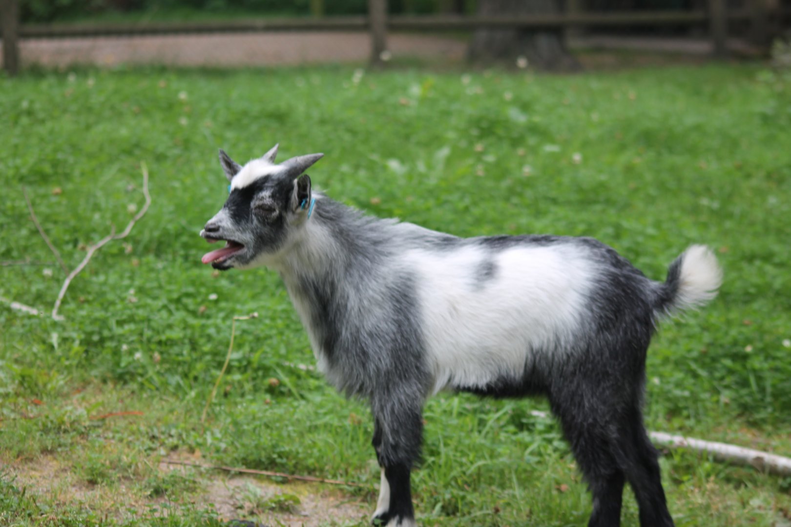 Dwarf Goat