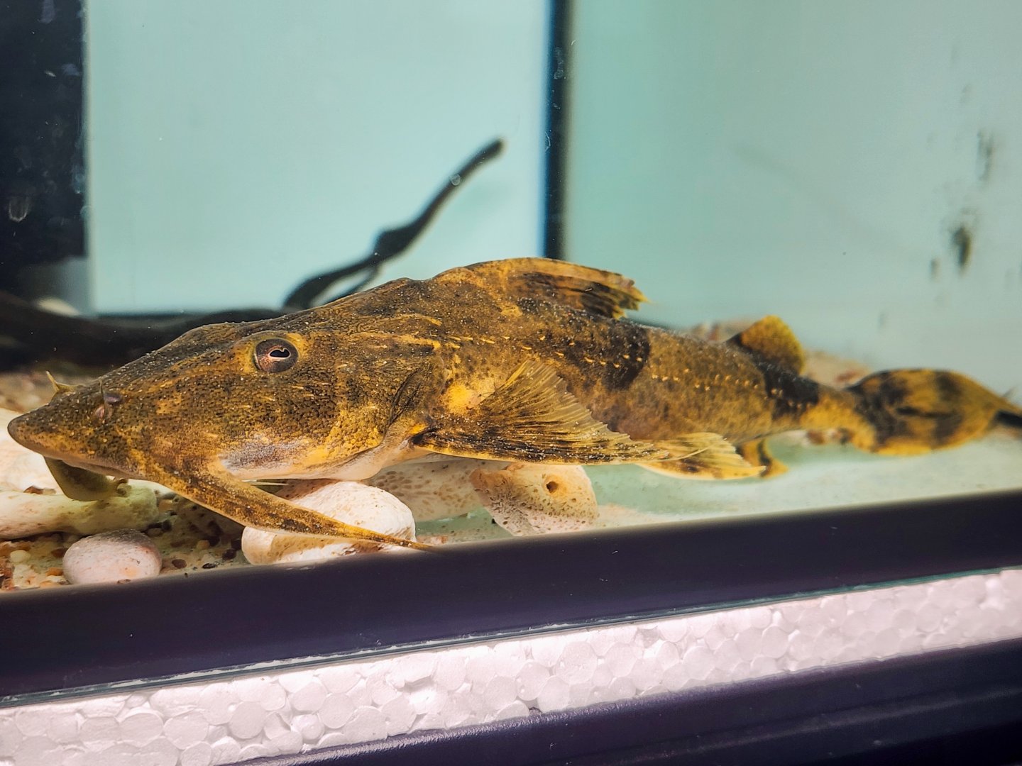 "Dwarf" Goonch (Bagarius vegrandis)