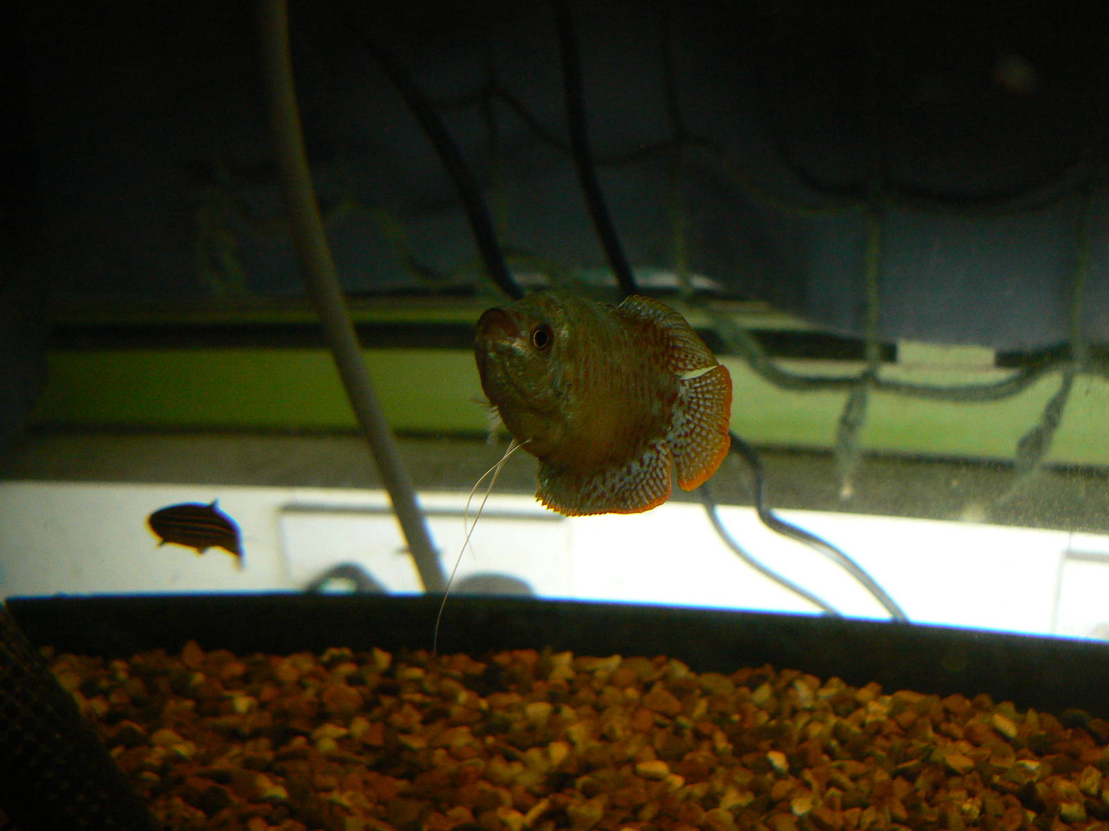 Dwarf Gourami - 28 November 2015