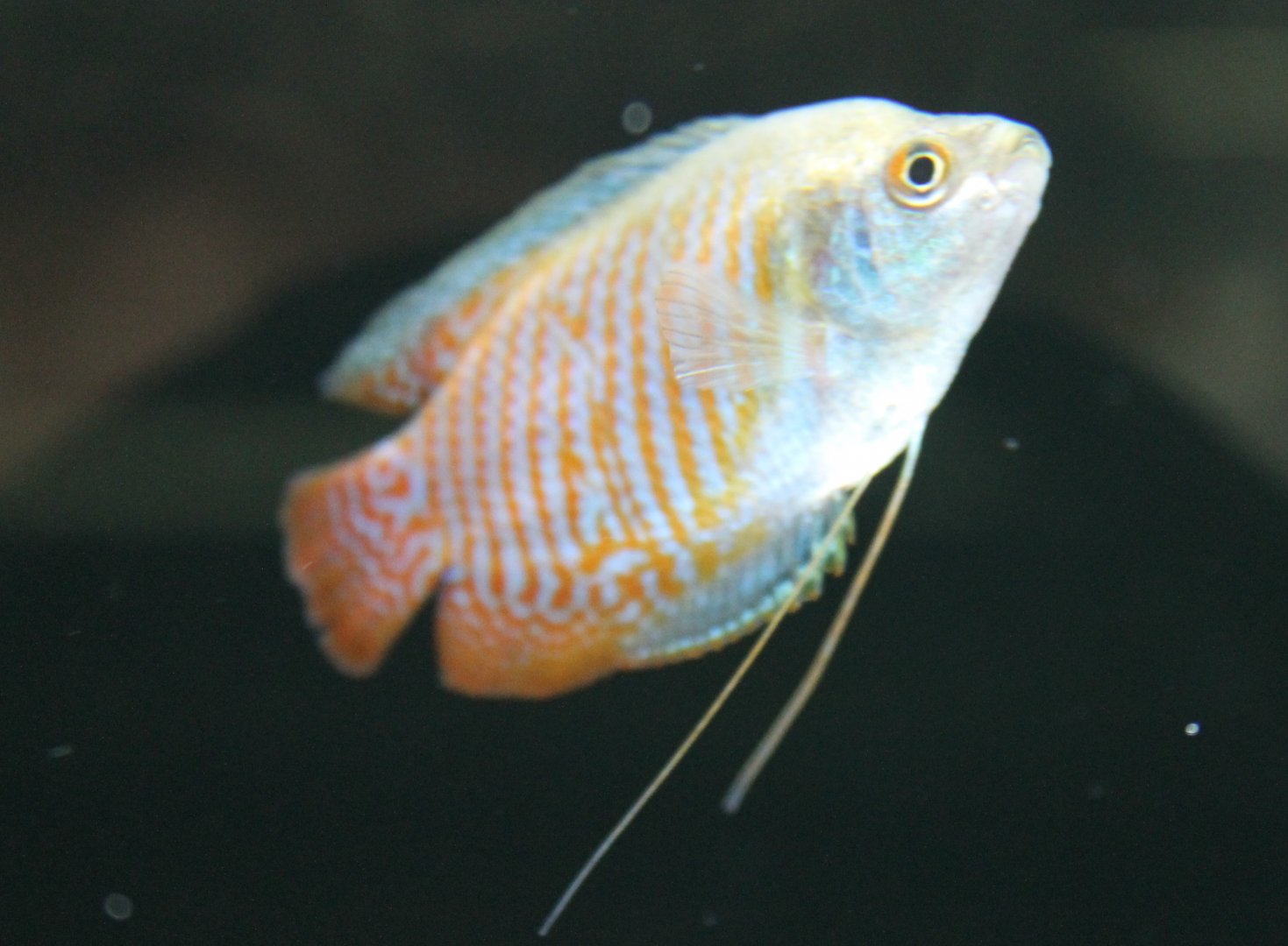 Dwarf gourami - Trichogaster lalia