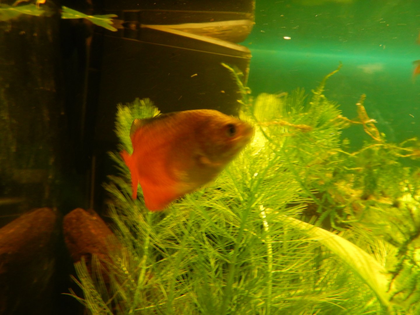 Dwarf Gourami