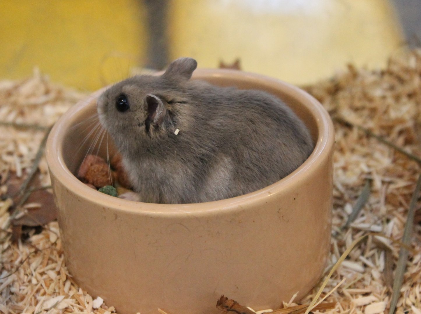 Dwarf hamster
