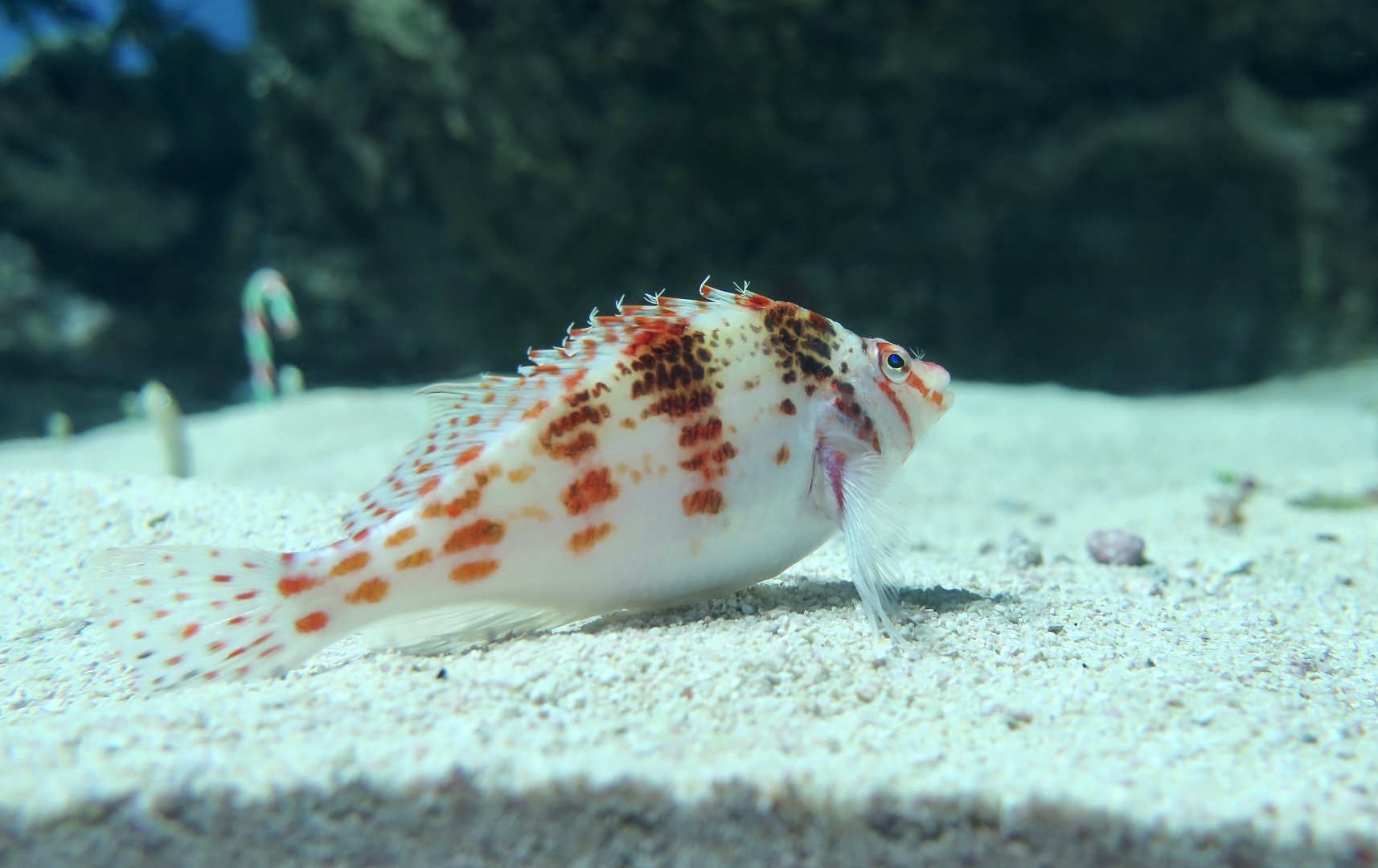 Dwarf Hawkfish (Cirrhitichthys falco) - Xpark