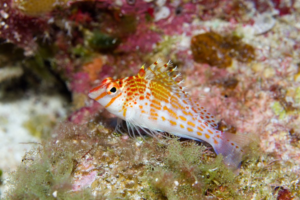 Dwarf Hawkfish (Cirrhitichthys falco)