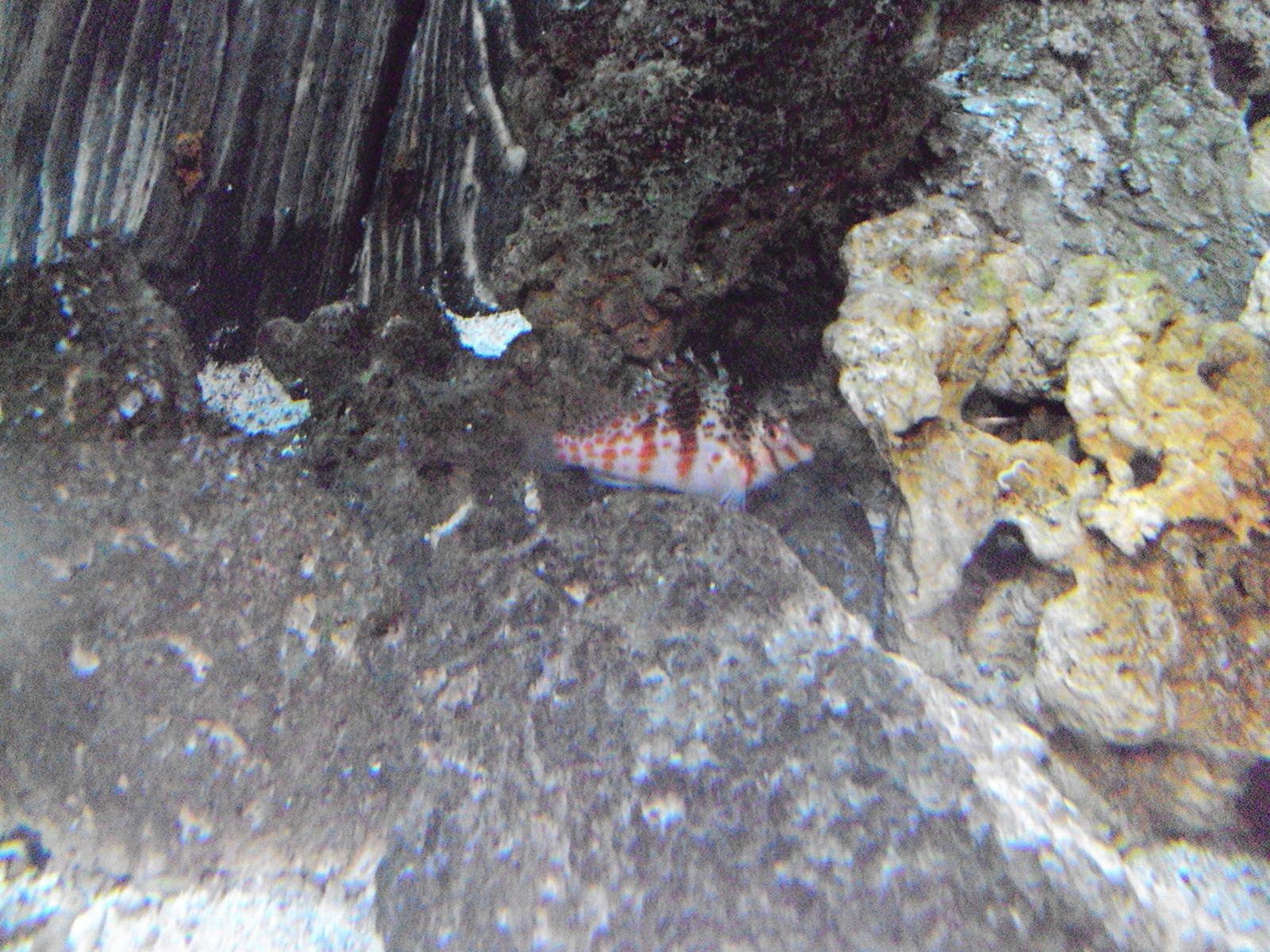 Dwarf Hawkfish (Cirrhitichthys falco)