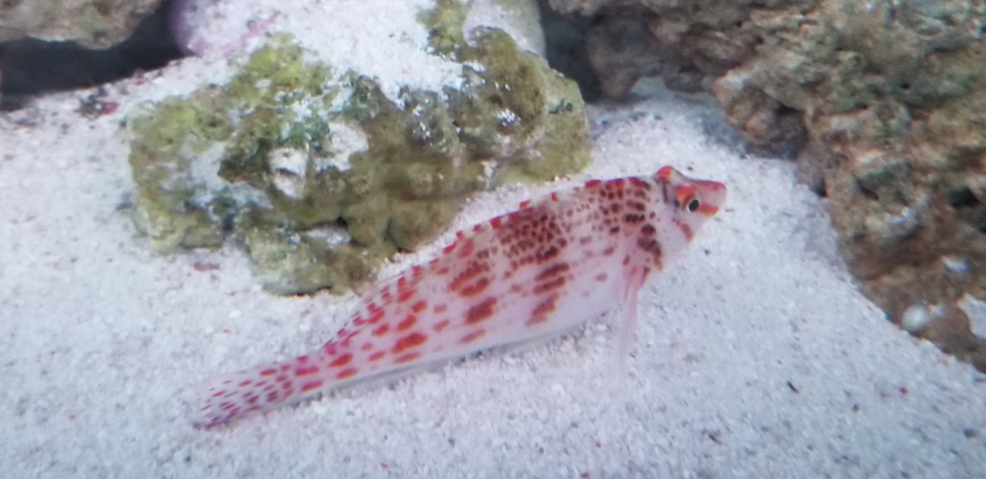 Dwarf Hawkfish (Cirrhitichthys falco)