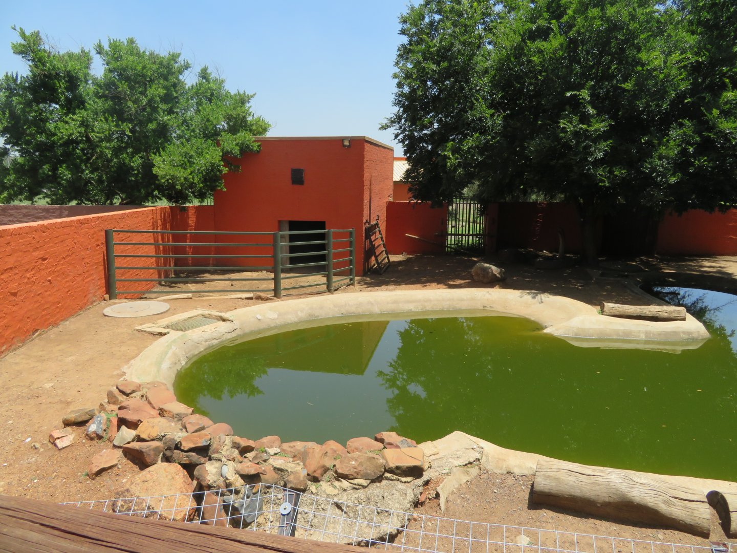 Dwarf Hippopotamus (Hippopotamus amphibius) Enclosure