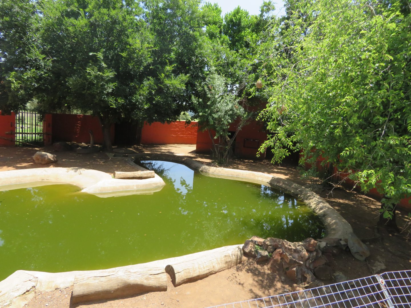 Dwarf Hippopotamus (Hippopotamus amphibius) Enclosure