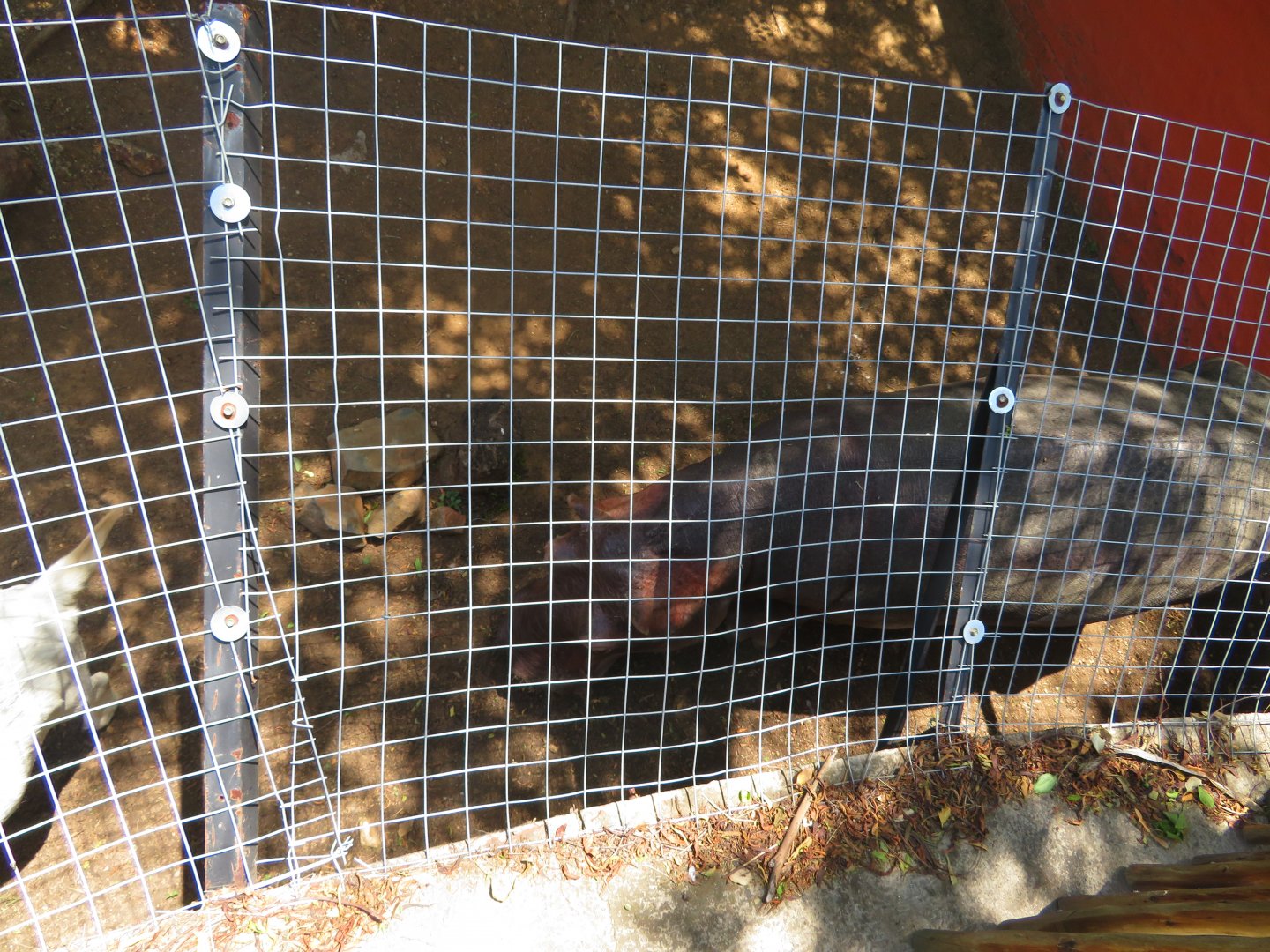 Dwarf Hippopotamus (Hippopotamus amphibius)