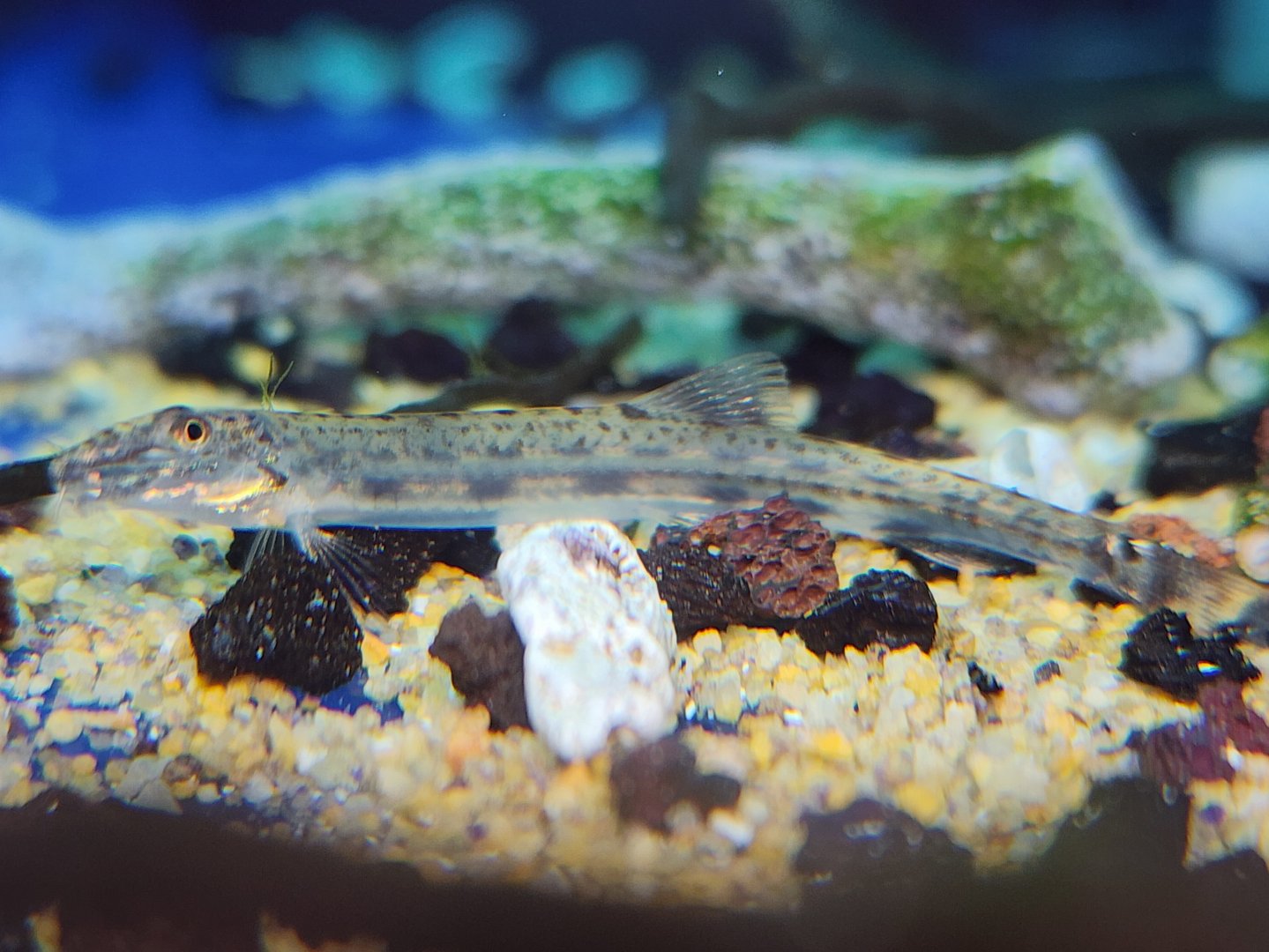 Dwarf Horse-faced Loach (Acanthopsoides cf. robertsi)