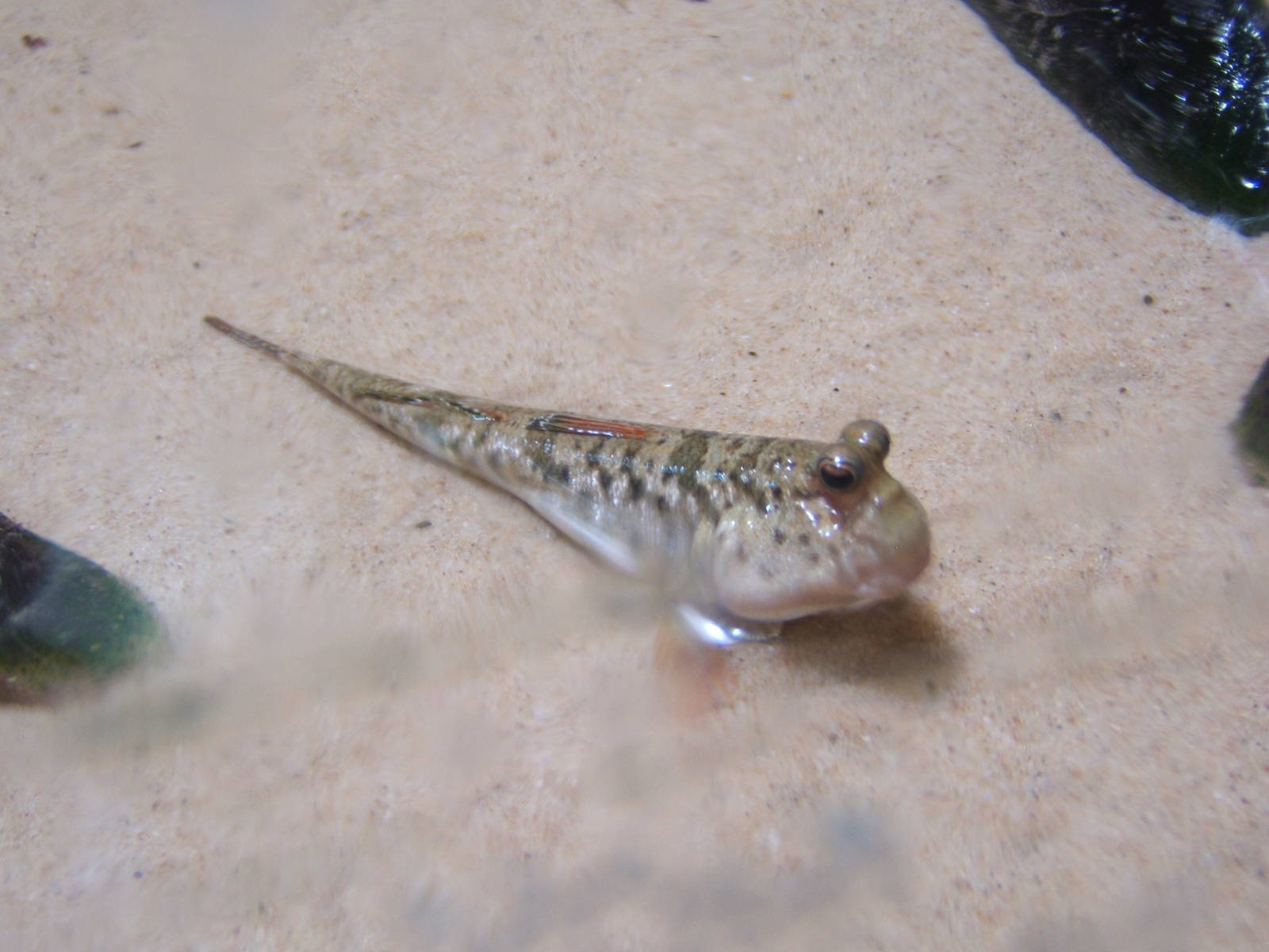Dwarf Indain Mudskipper (Periopthalmus novemradiatus)
