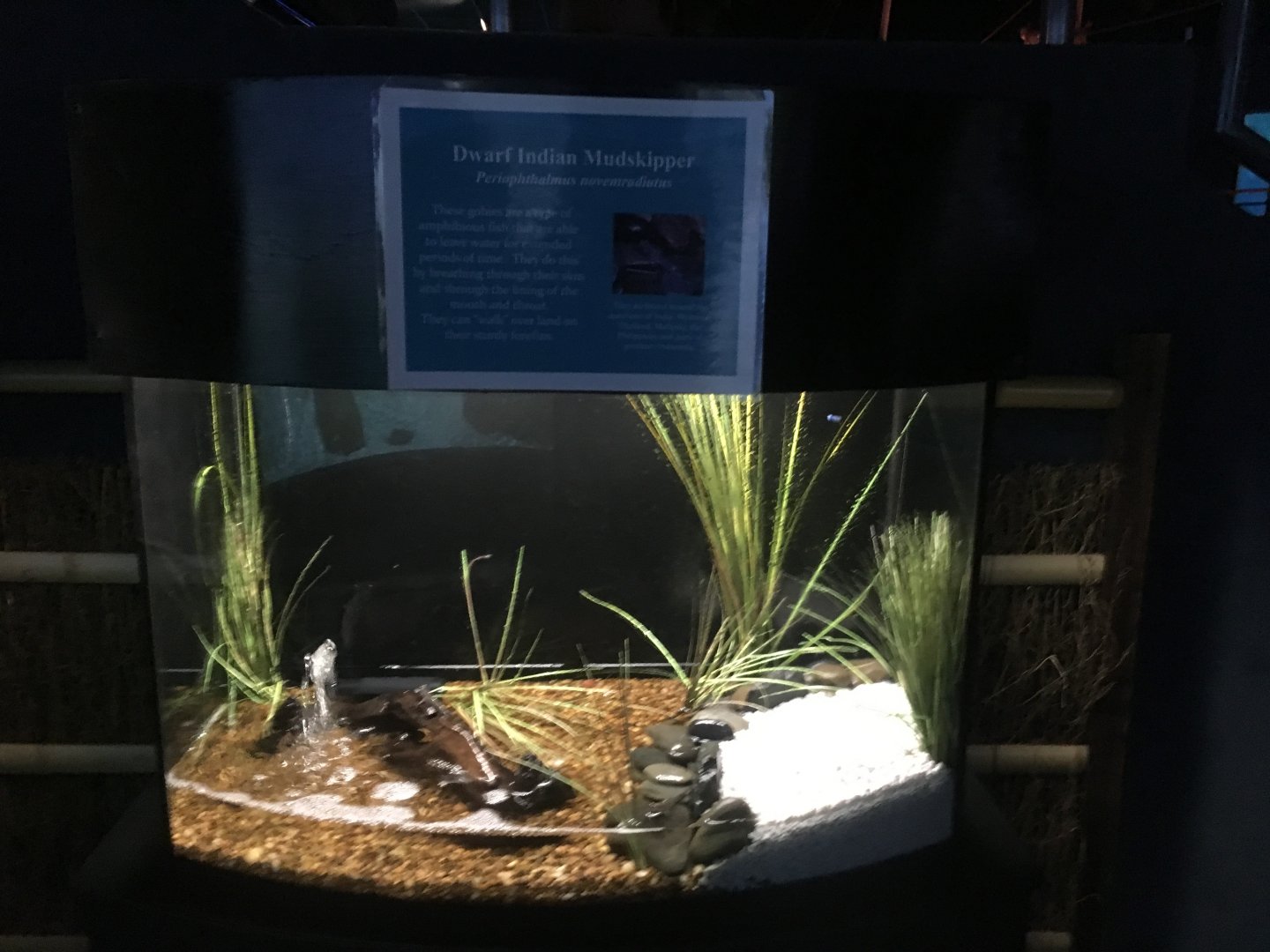 Dwarf Indian Mudskipper aquarium