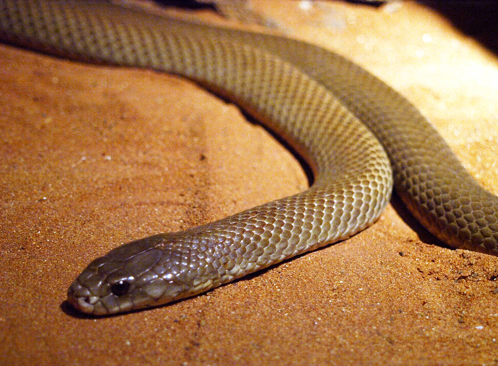 Dwarf King Brown snake
