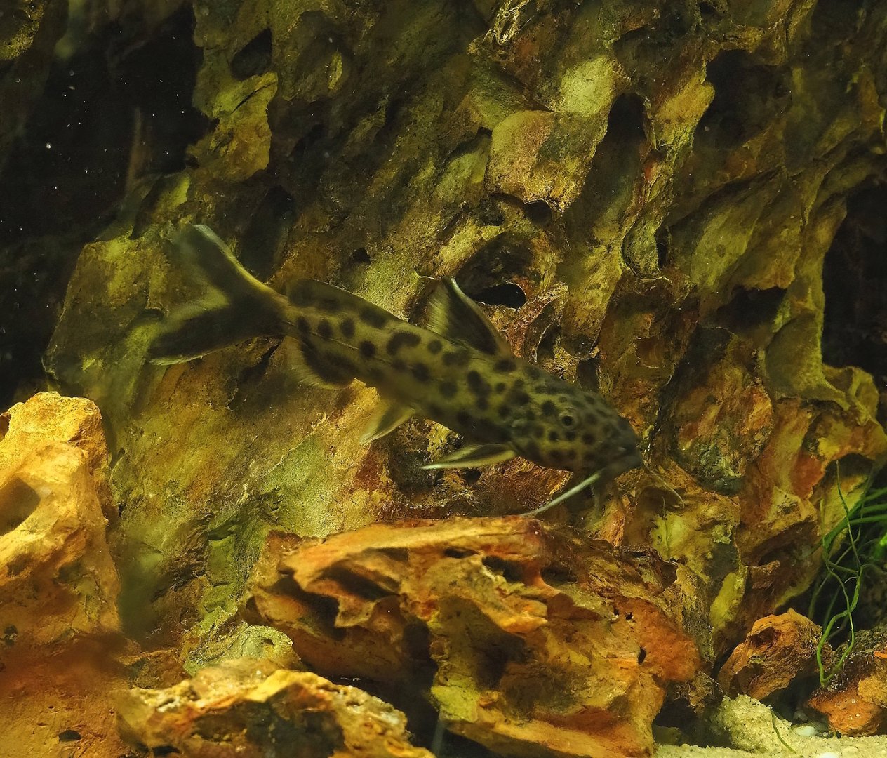 Dwarf lake Synodontis (Synodontis petricola), 2023-08-17