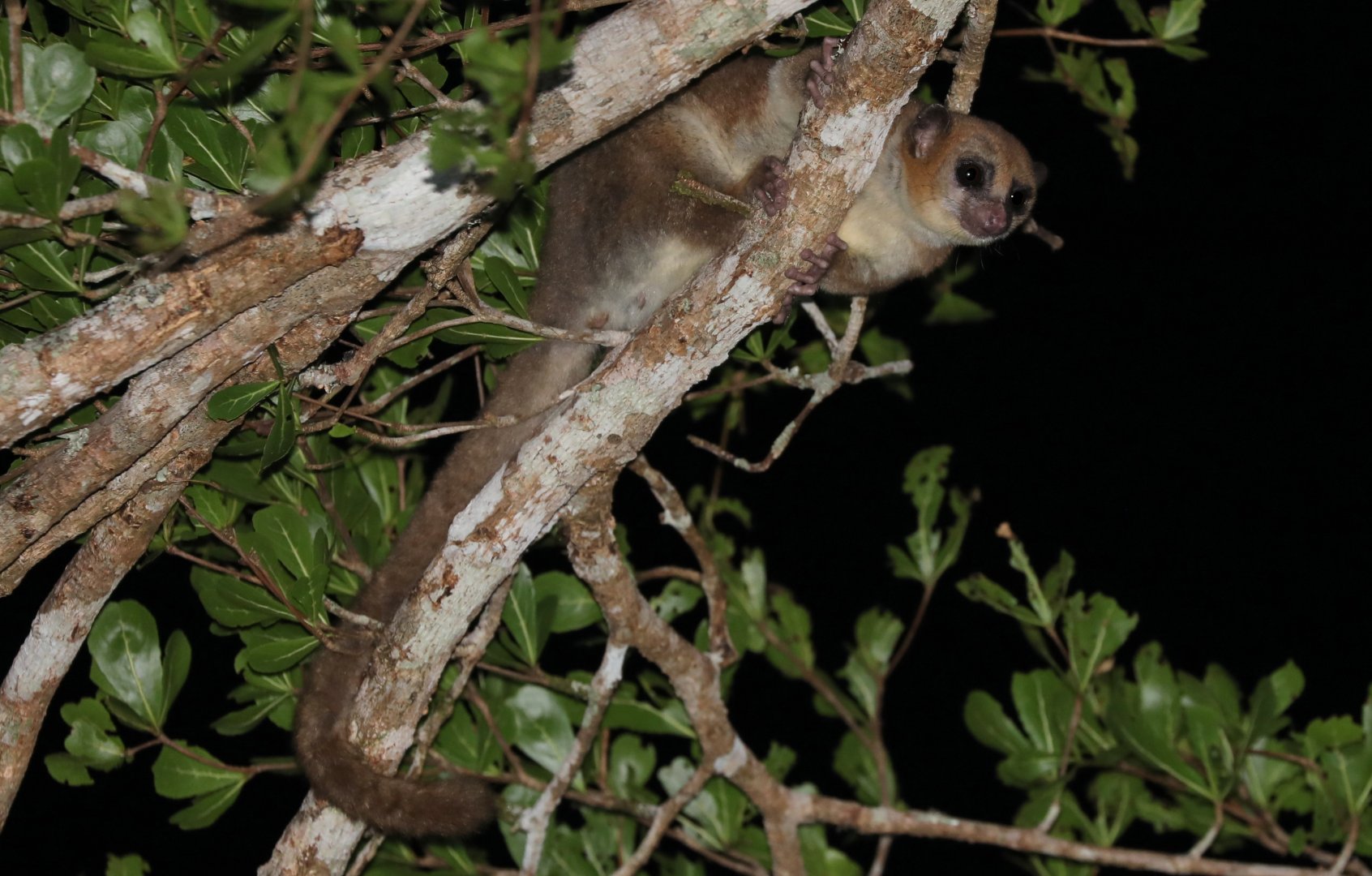 Dwarf Lemur possibly undesribed (Cheirogaleus sp.)