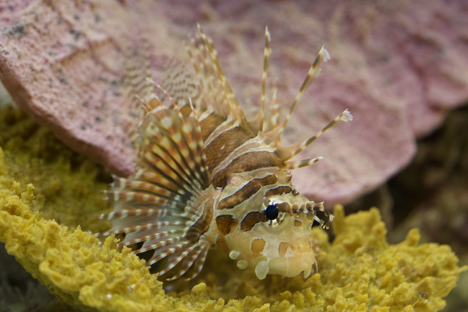 Dwarf lionfish/ Dendrochirus brachypterus