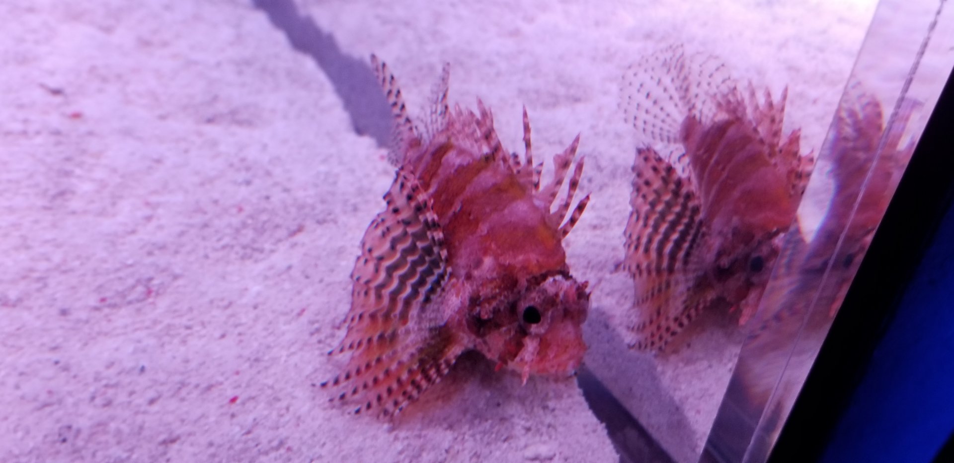 Dwarf Lionfish (Dendrochirus brachypterus)
