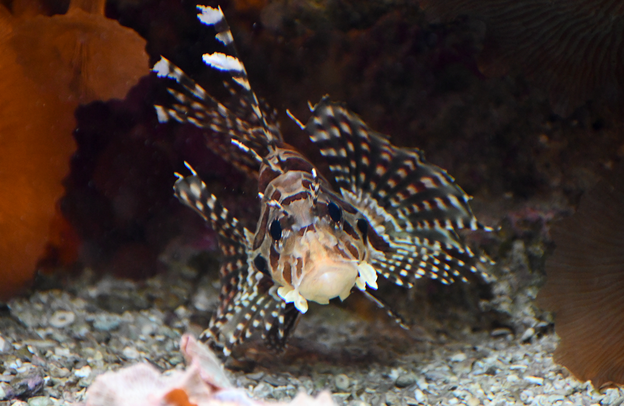 Dwarf Lionfish