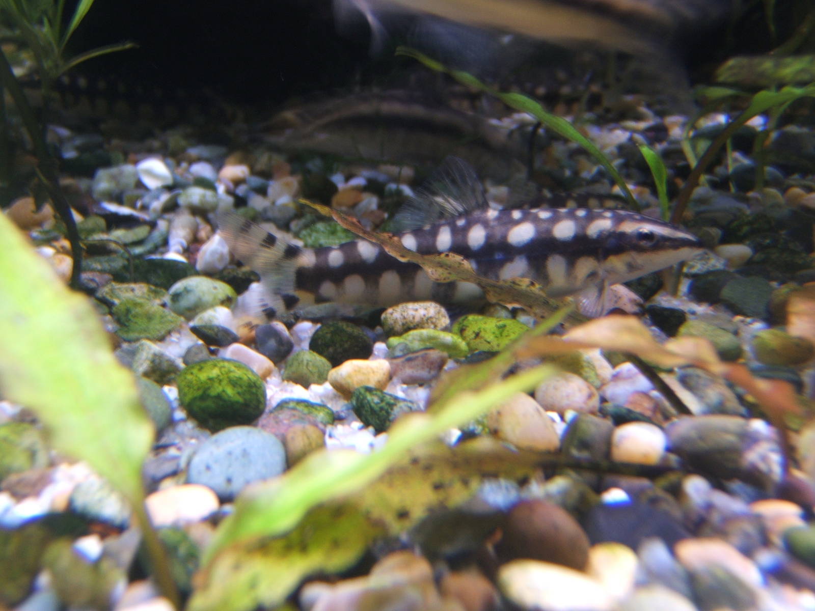 Dwarf Loach