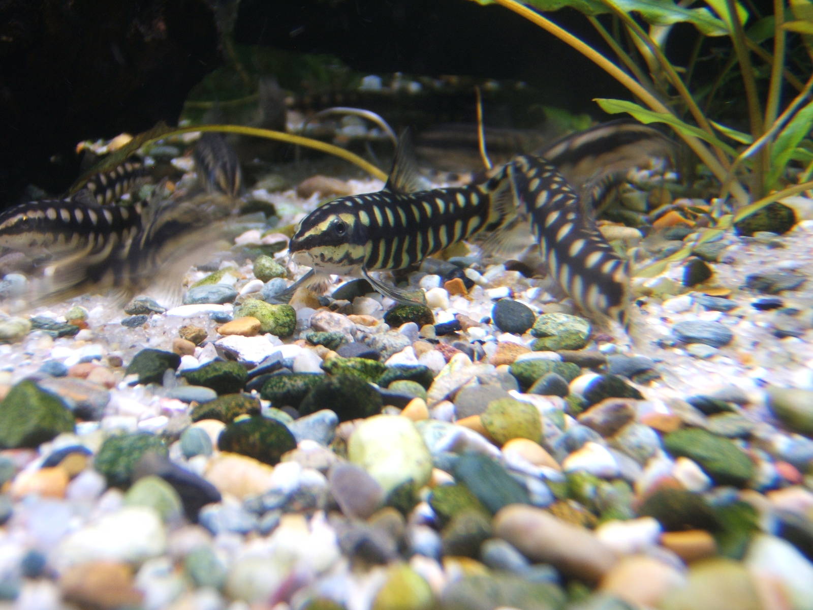 Dwarf Loach