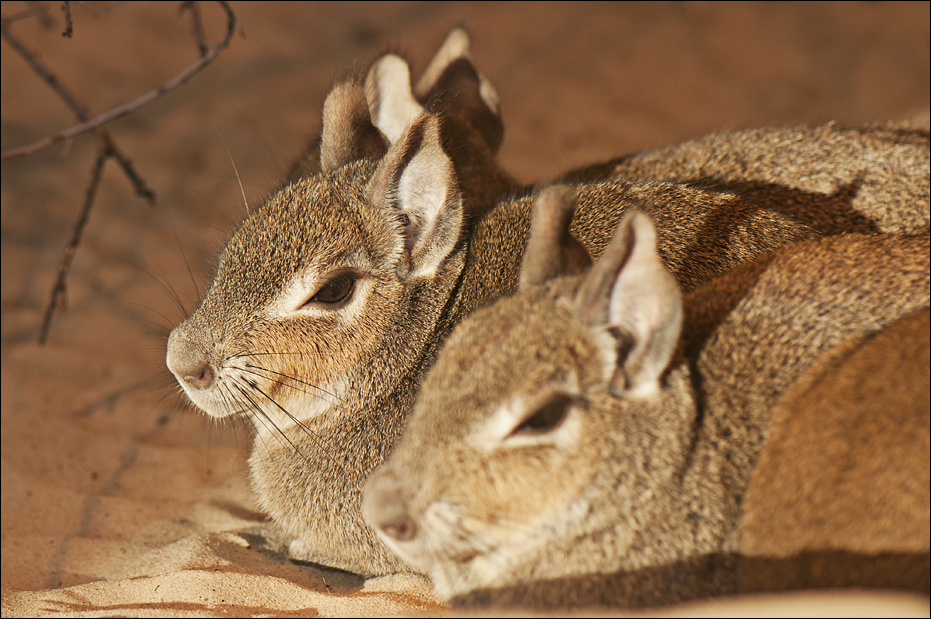 Dwarf mara at Berlin Tierpark