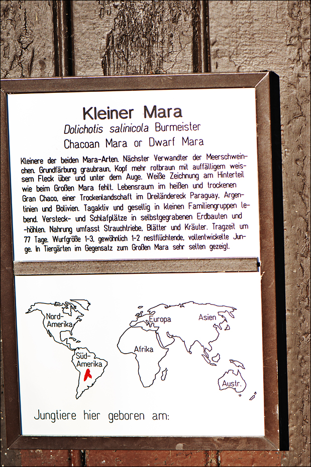 Dwarf mara sign at Berlin Tierpark