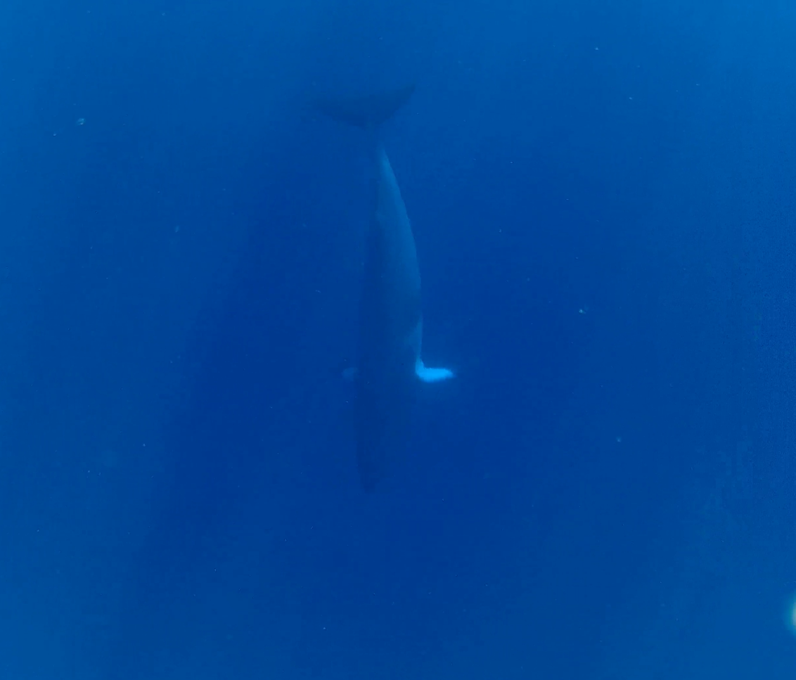 Dwarf Minke Whale