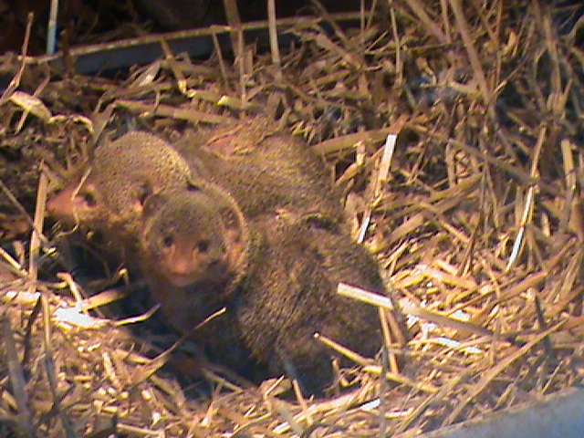 dwarf mongoose 01/10